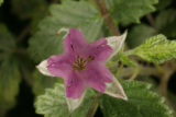 Rubus thibetanus RCP6-07 091.jpg